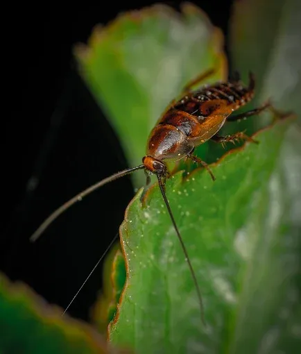 Désinsectisation Nantes traitement ciblé punaises, blattes, fourmis, puces