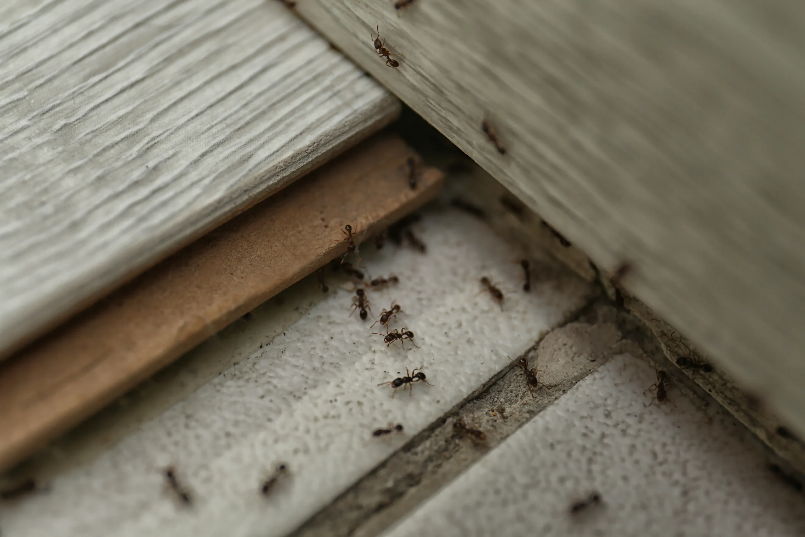 Désinsectisation Nantes traitement ciblé punaises, blattes, fourmis, puces